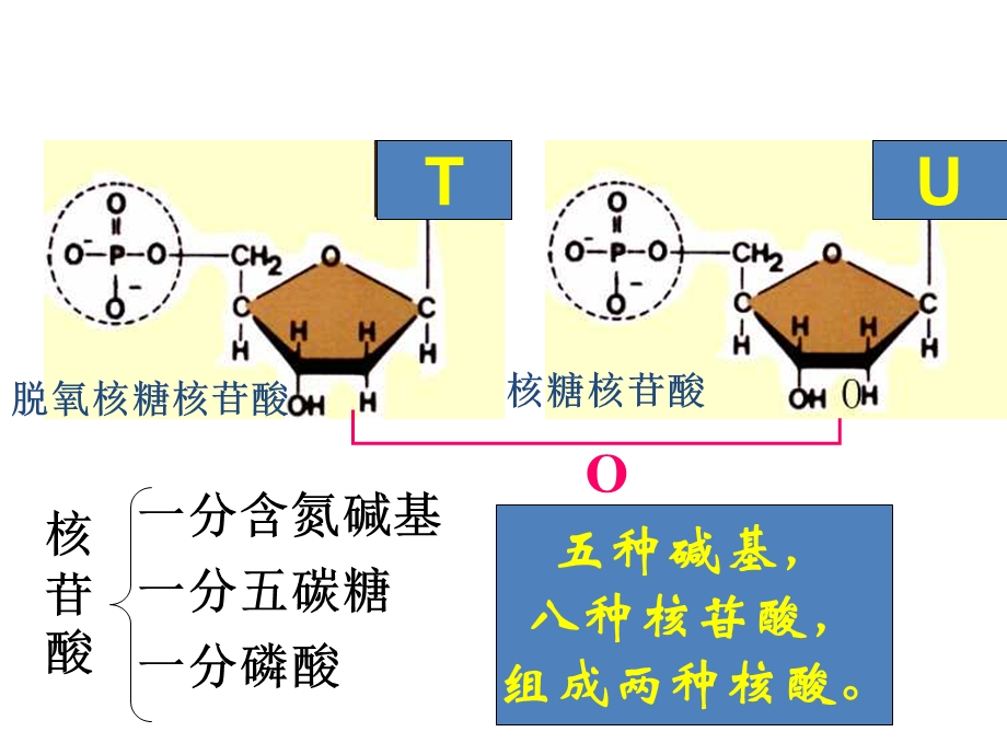 第四讲核酸、糖类与脂质(上课).ppt_第2页