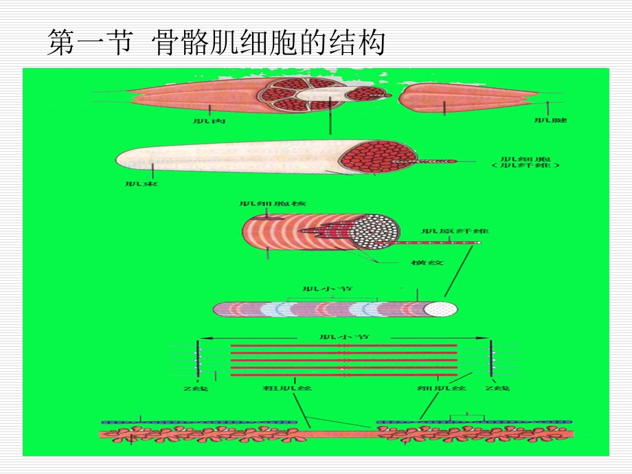 《骨骼肌细胞生理》PPT课件.ppt_第2页