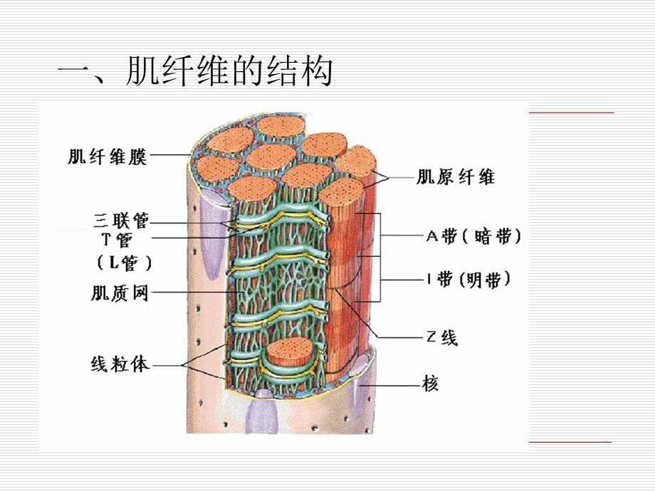 《骨骼肌细胞生理》PPT课件.ppt_第3页