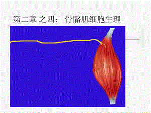 《骨骼肌细胞生理》PPT课件.ppt