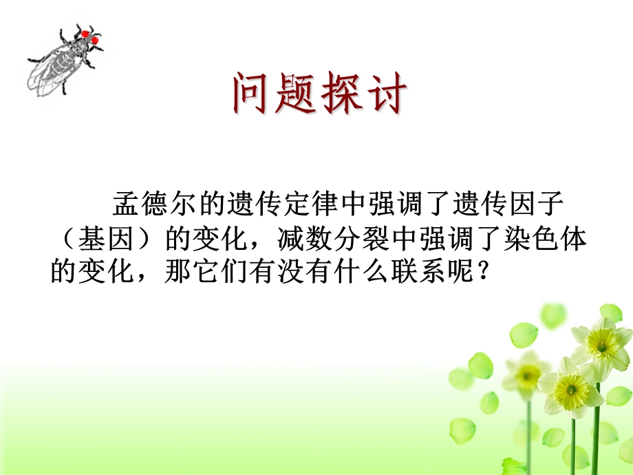 第二节基因在染色体上.ppt_第2页