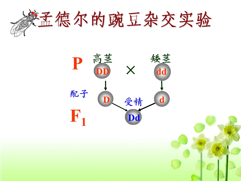 第二节基因在染色体上.ppt_第3页