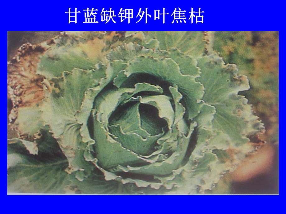 《缺素症总汇》PPT课件.ppt_第2页