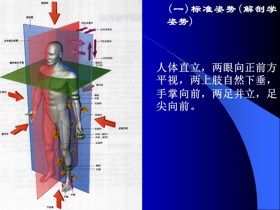 解剖生理学的第三次简明骨骼系统.ppt_第2页