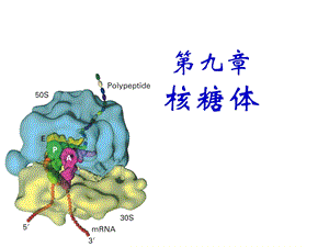 chapter9核糖体(ribosome).ppt