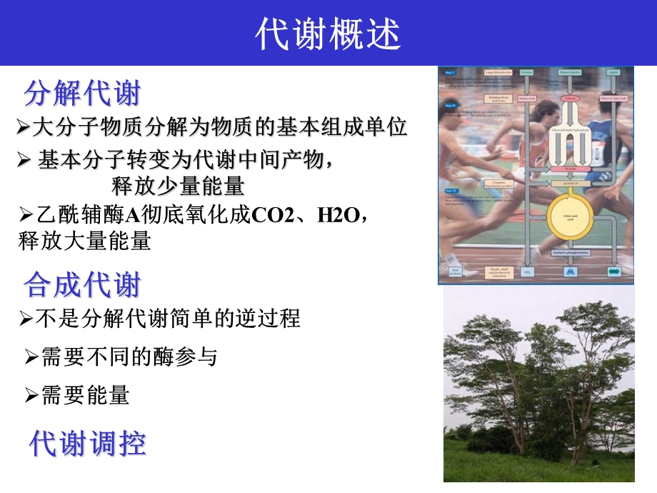 《糖分解代谢》PPT课件.ppt_第2页