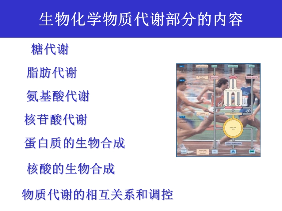 《糖分解代谢》PPT课件.ppt_第3页