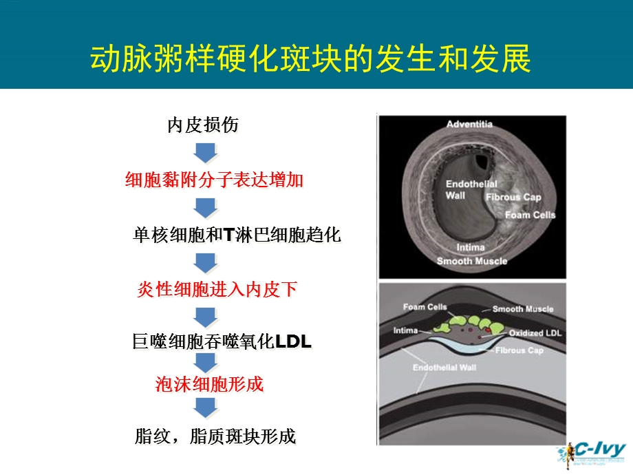 非PCI冠心病患者的他汀治疗教学课件.ppt_第2页