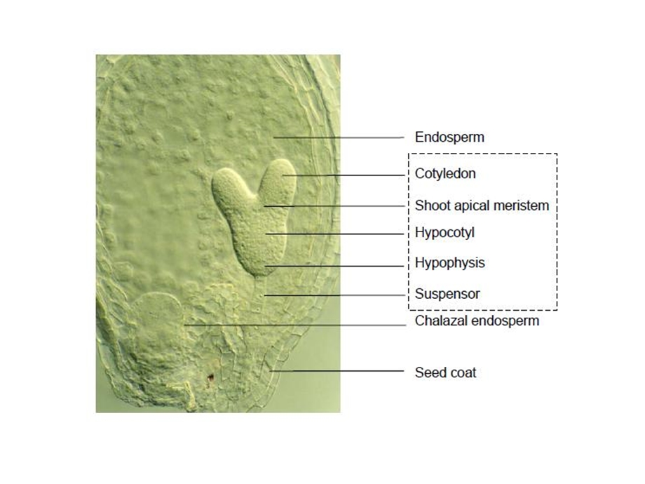 《植物胚胎发生》PPT课件.ppt_第2页