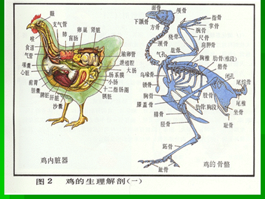 《禽的解剖生理》PPT课件.ppt_第3页