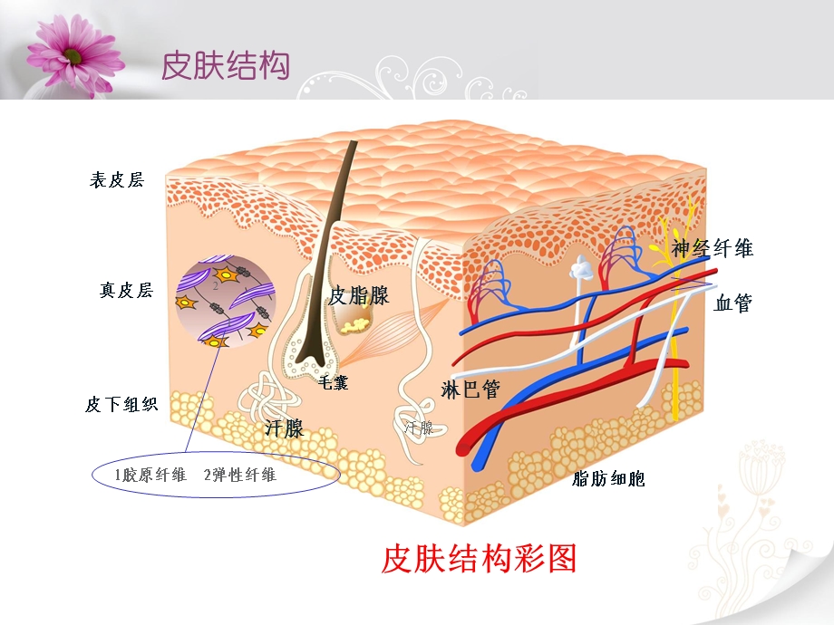 皮肤结构与药物经皮吸收过程.ppt_第3页