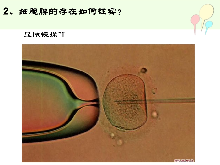 三细胞膜系统的边界.ppt_第3页