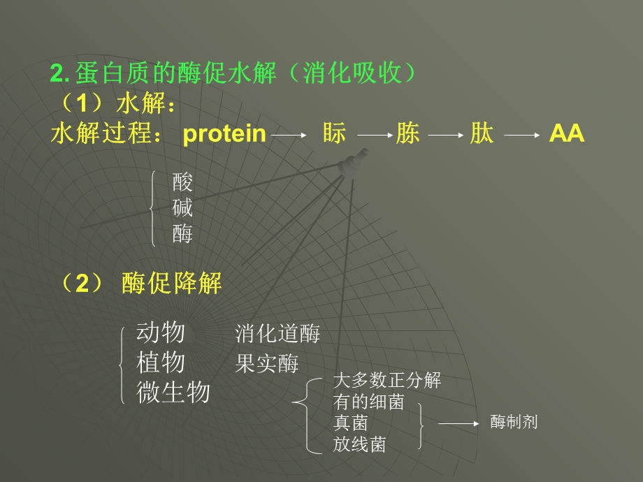 【教学课件】第七章蛋白质降解及氨基酸代谢.ppt_第3页