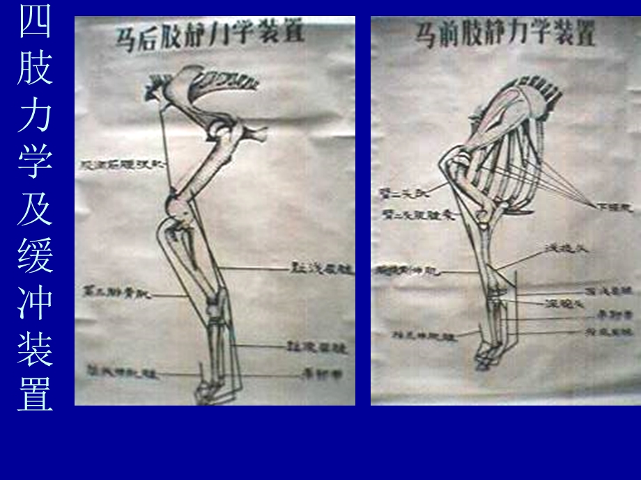 《跛行诊断》PPT课件.ppt_第3页