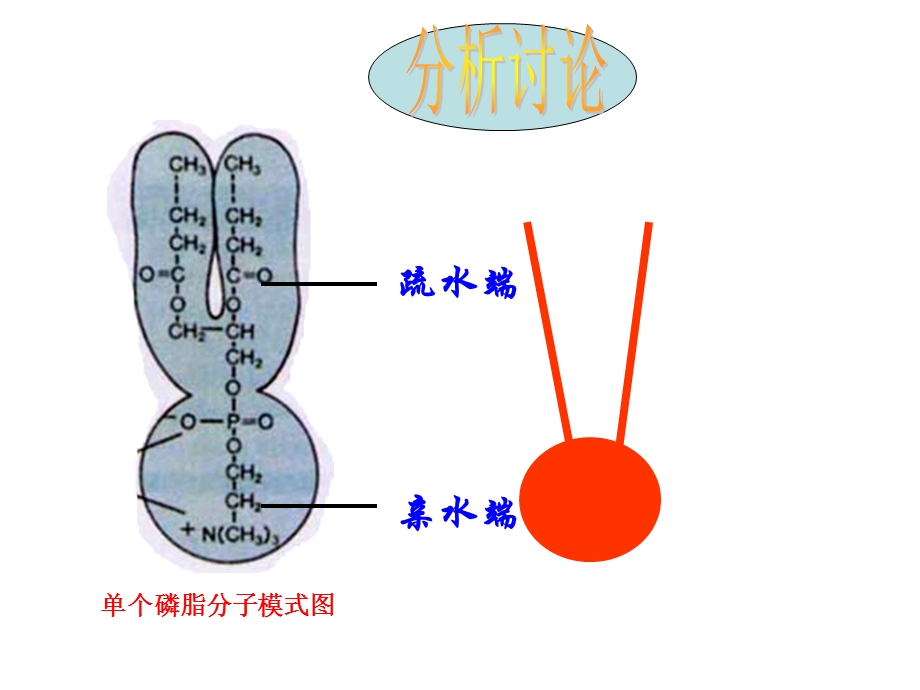 磷脂双分子层构成了细胞膜的基本骨架.ppt_第3页