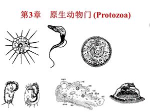 普通动物学第3章 原生动物.ppt