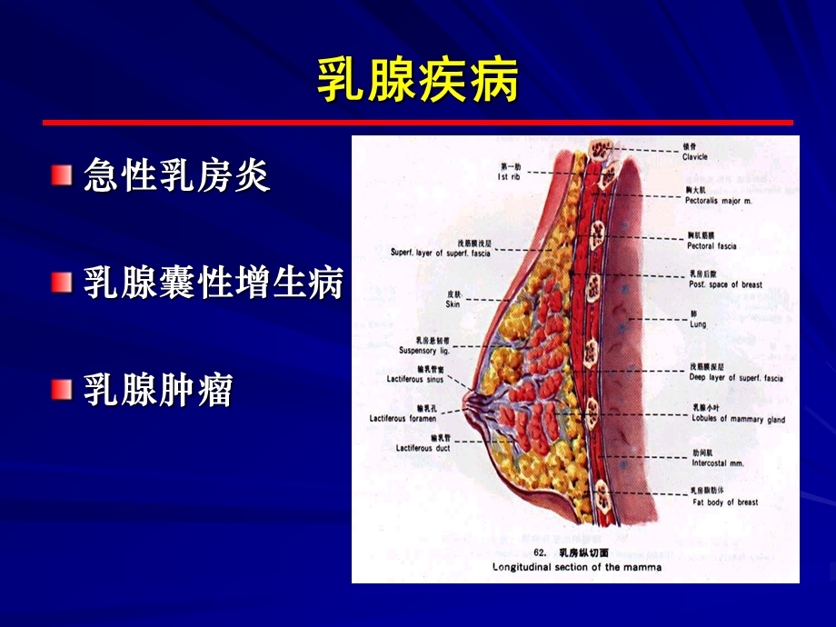 胸部疾病(乳腺).ppt_第3页