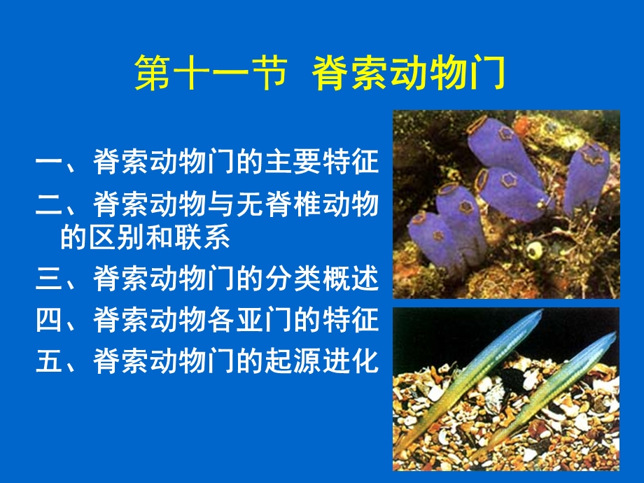 第十一节脊索动物门ppt课件.ppt_第1页