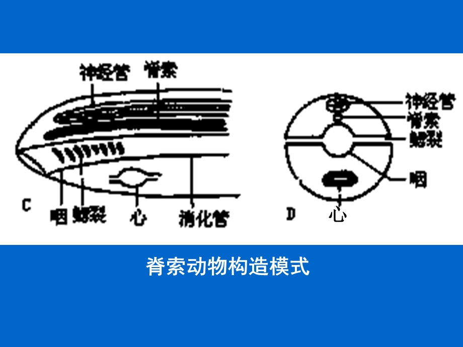 第十一节脊索动物门ppt课件.ppt_第3页