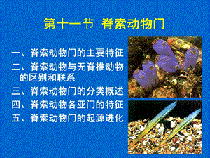 第十一节脊索动物门ppt课件.ppt