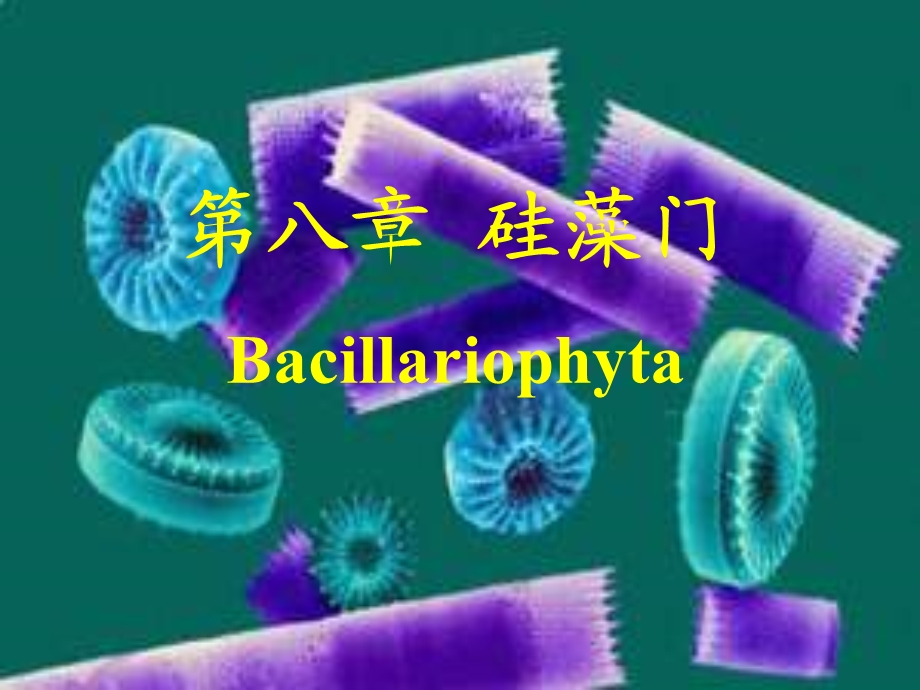 【教学课件】第八章硅藻门Bacillariophyta.ppt_第1页