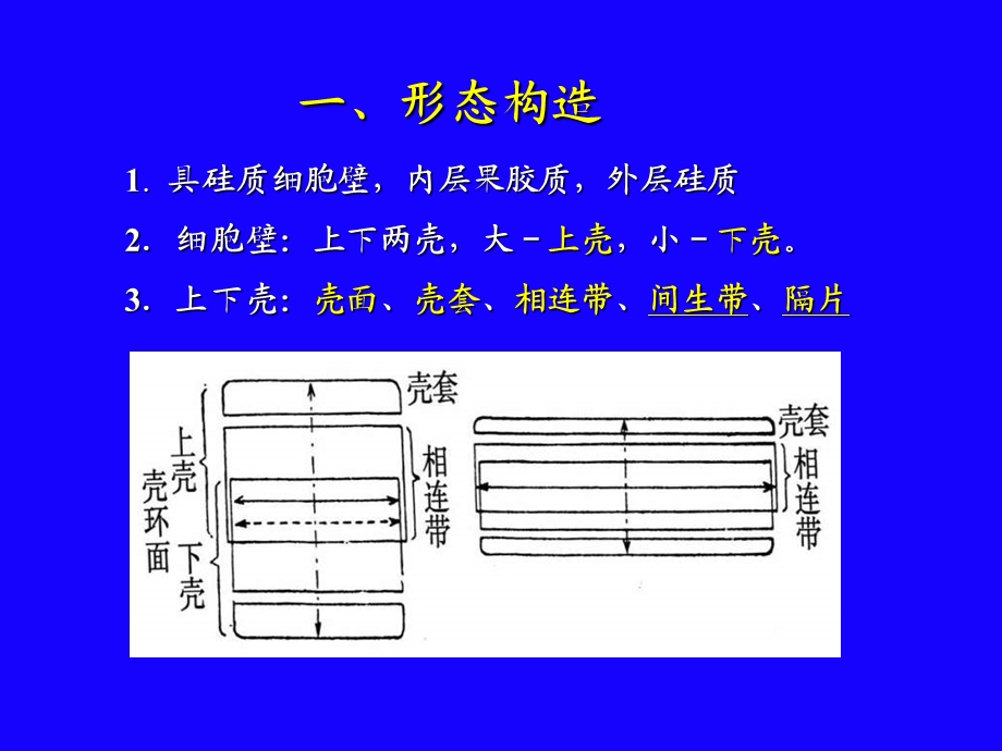 【教学课件】第八章硅藻门Bacillariophyta.ppt_第2页