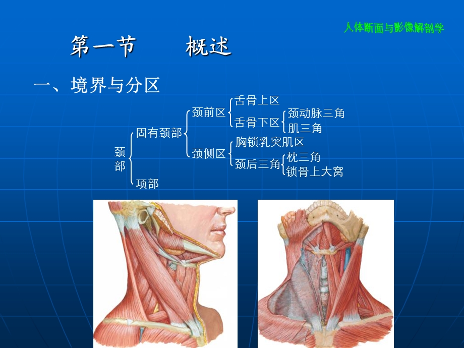 《颈部断层解剖》PPT课件.ppt_第3页