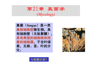 【教学课件】第21章真菌学(Mycology).ppt