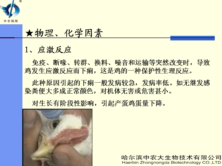 《鸡群水样腹泻简析》PPT课件.ppt_第3页