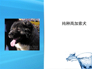 《纯种高加索犬》PPT课件.ppt