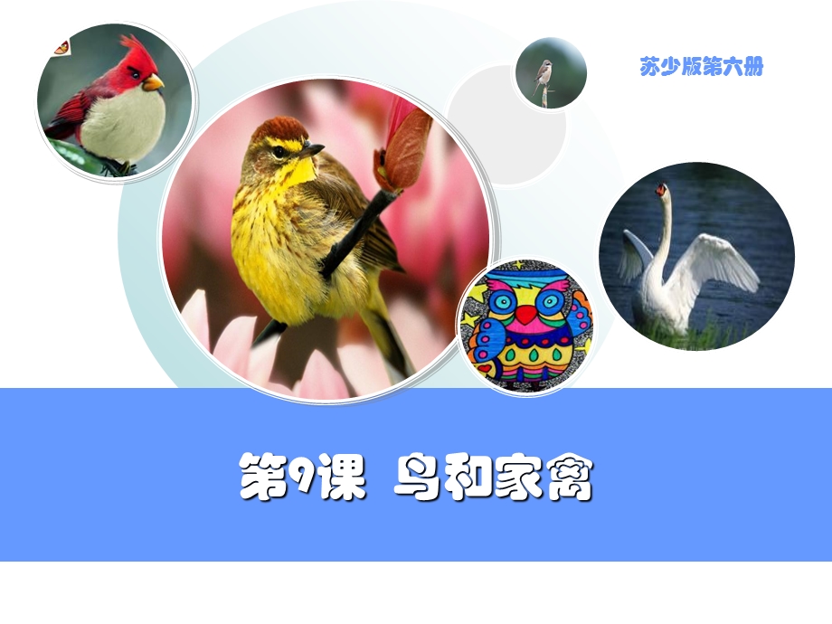 《鸟和家禽》PPT课件.ppt_第1页