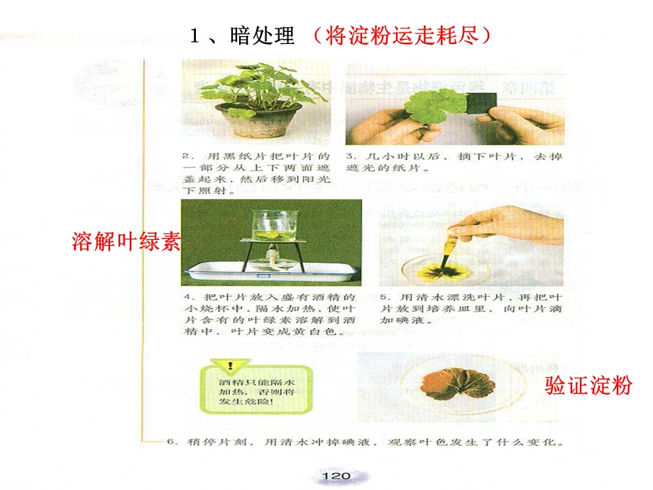 绿色植物通过光合作用制造有机物2.ppt_第3页