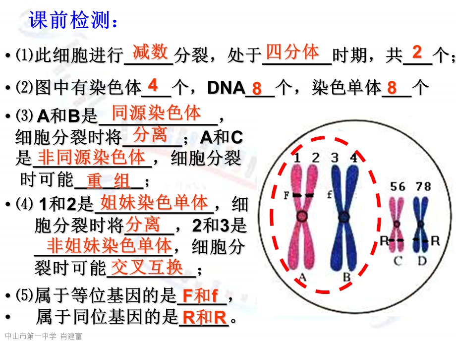 细胞分裂难点复习.ppt_第2页