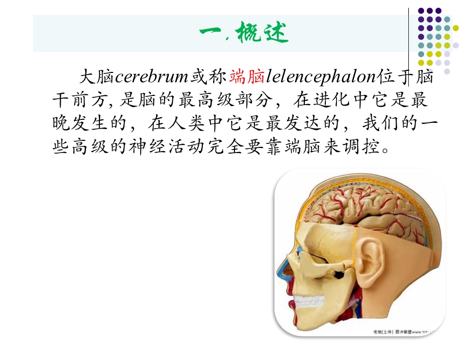 大脑皮质的功能定位.ppt_第2页