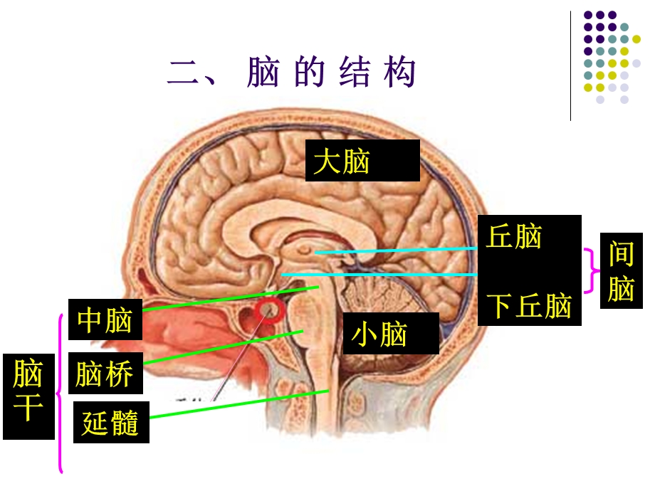 大脑皮质的功能定位.ppt_第3页