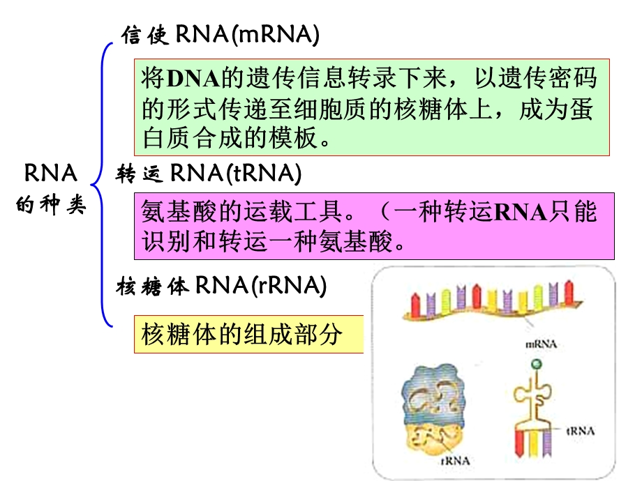 基因指导蛋白质的合成上.ppt_第2页