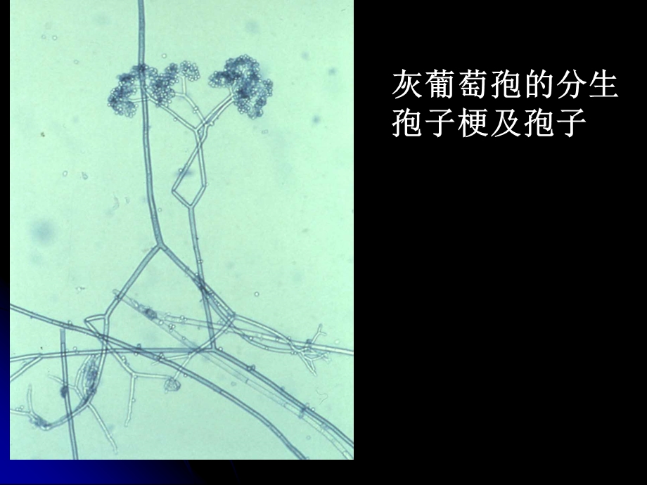 半知菌亚门图片展.ppt_第3页