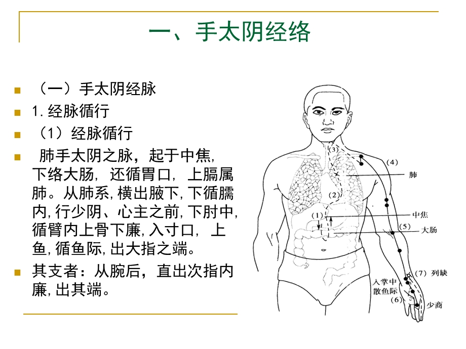 经络学手太阴肺经ppt课件.ppt_第2页