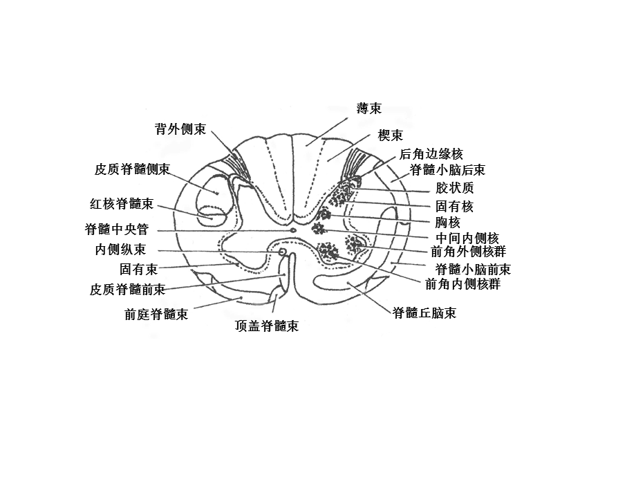 脑干断面图(作业)01.ppt_第2页