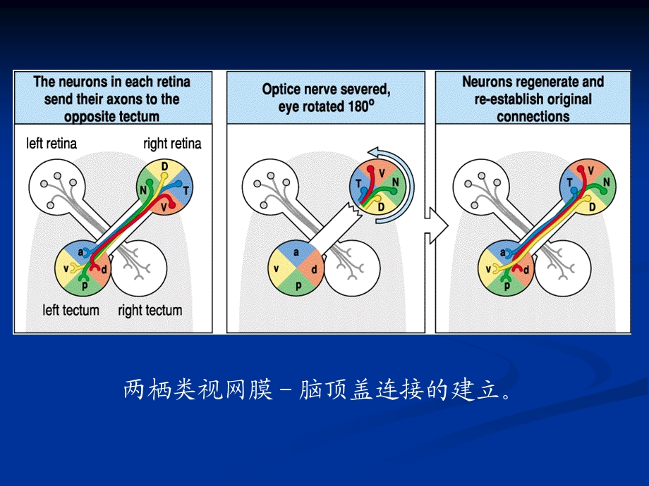 第十四眼的发育.ppt_第3页