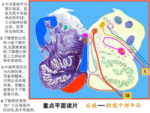 脑干网状结构小脑解剖学.ppt