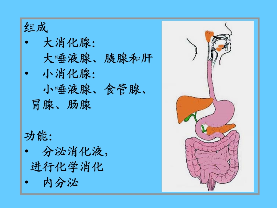 消化腺PPT.ppt_第2页