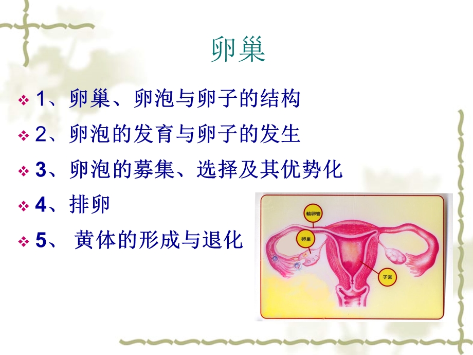 卵子与精子的发生.ppt_第2页