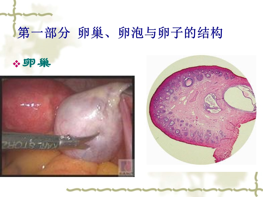 卵子与精子的发生.ppt_第3页