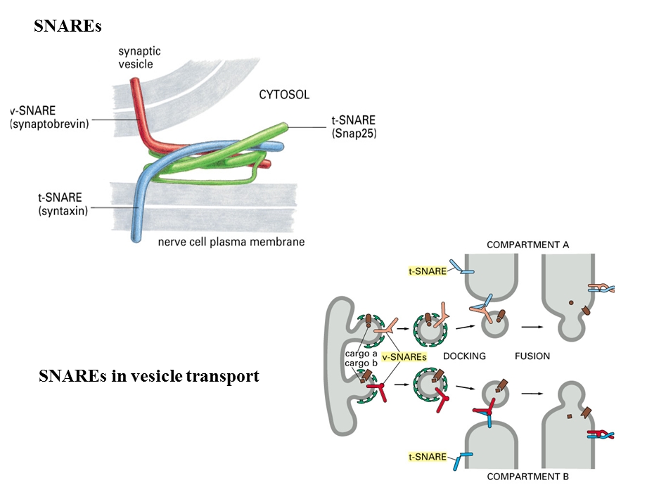 细胞质基质与 细胞内膜系统.ppt_第1页