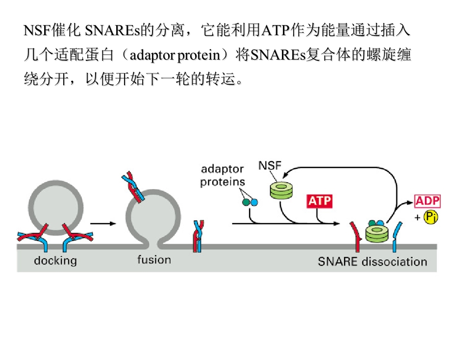 细胞质基质与 细胞内膜系统.ppt_第3页