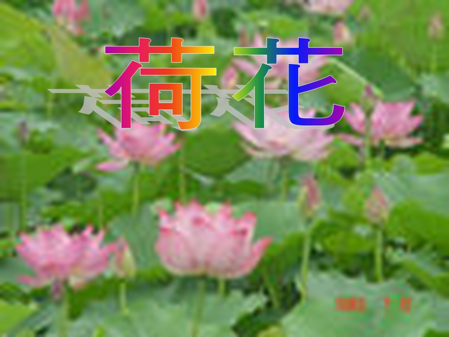 小学语文三年级下册《荷花》.ppt_第1页