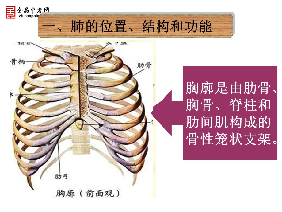 第四单元第三章第二节发生在肺内的气体交换.ppt_第2页