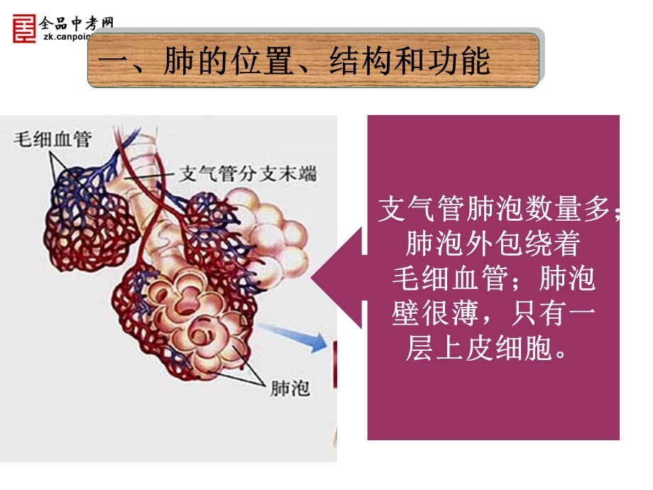 第四单元第三章第二节发生在肺内的气体交换.ppt_第3页