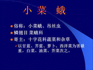 小菜蛾及其综合防治.ppt